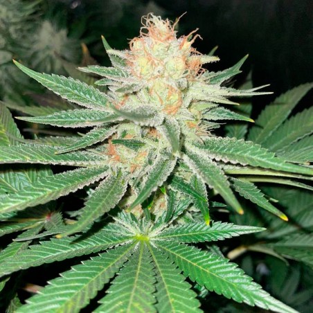 Semeno Starfire OG OG
