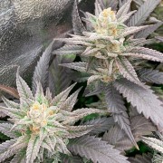 Semeno Starfire OG OG
