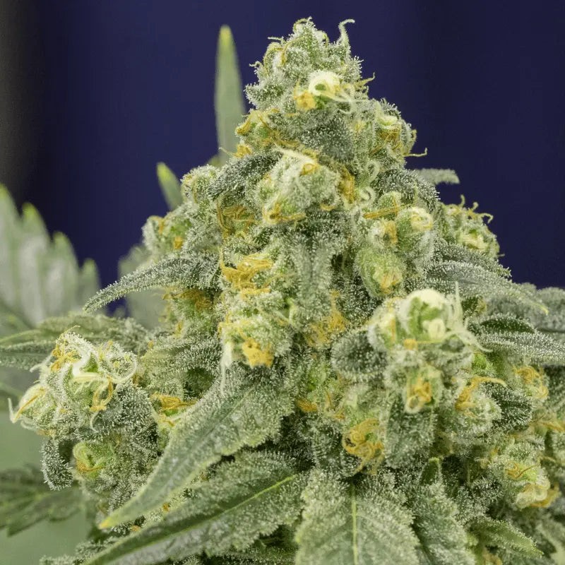 White Widow - 3 semínka