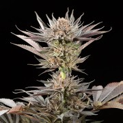 Konopná semena Lemon Tree 2.0 – prémiová Lemon Tree 2.0 ve spolupráci s Matthewem Rockwellem