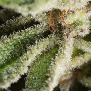 Konopná semena Lemon Tree 2.0 – prémiová Lemon Tree 2.0 ve spolupráci s Matthewem Rockwellem