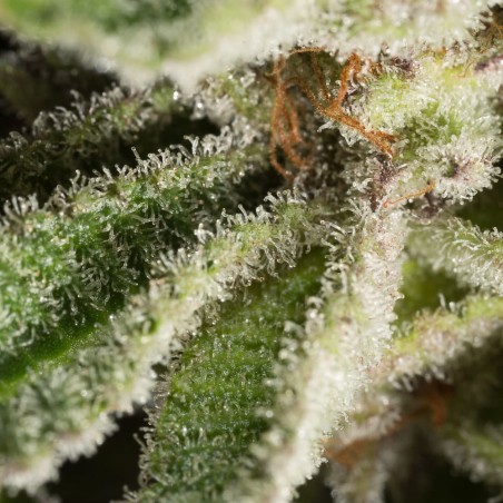 Konopná semena Lemon Tree 2.0 – prémiová Lemon Tree 2.0 ve spolupráci s Matthewem Rockwellem