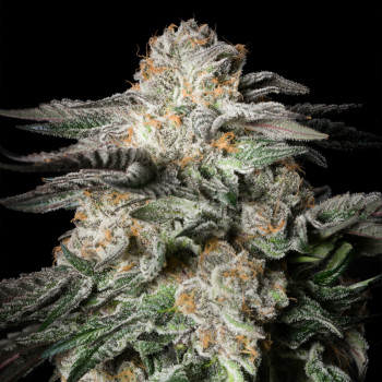 Konopná Mint Candy – Silent Seeds