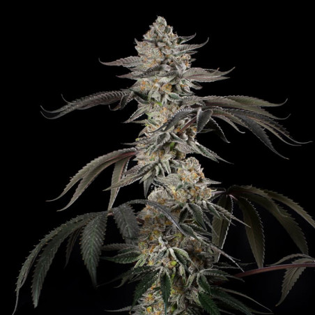 Cherry Essence  Silent Seeds