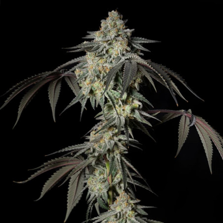 Konopná Mint Candy – Silent Seeds