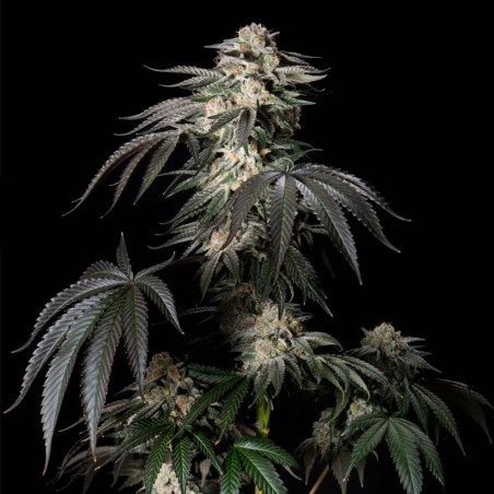 Konopná Mint Candy – Silent Seeds