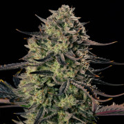 Alien Gas AUTO – Silent Seeds