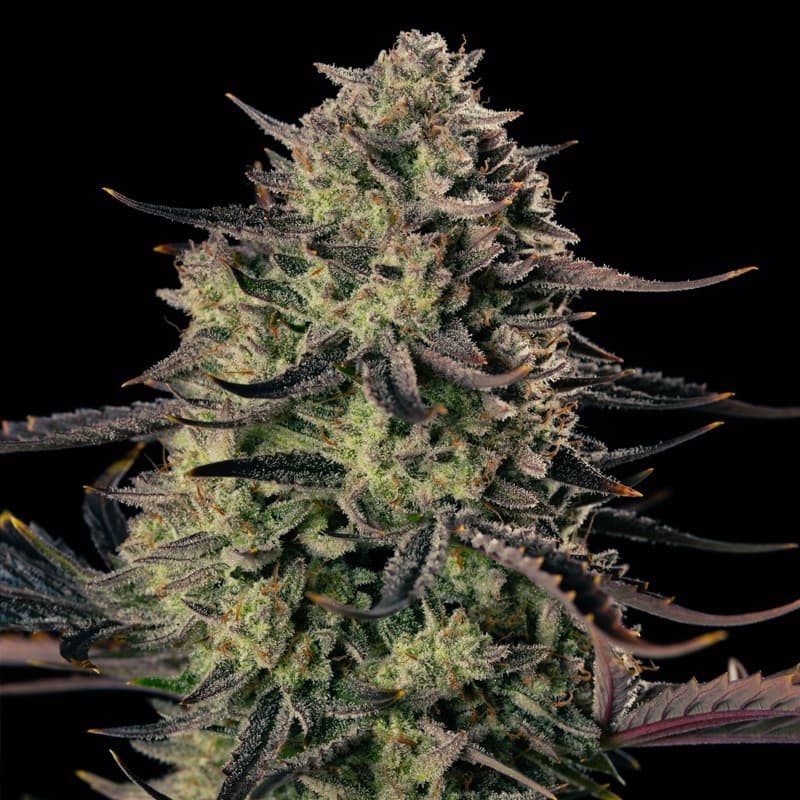 Alien Gas XXL AUTO - 3 semínka