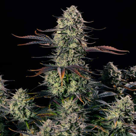 Alien Gas AUTO – Silent Seeds
