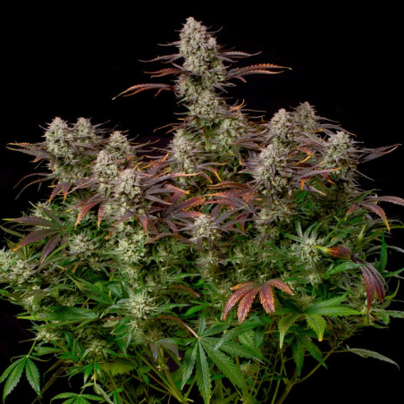 Alien Gas AUTO – Silent Seeds