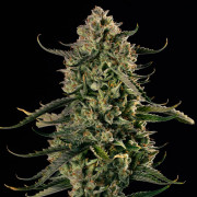 MAC Dawg AUTO – Silent Seeds