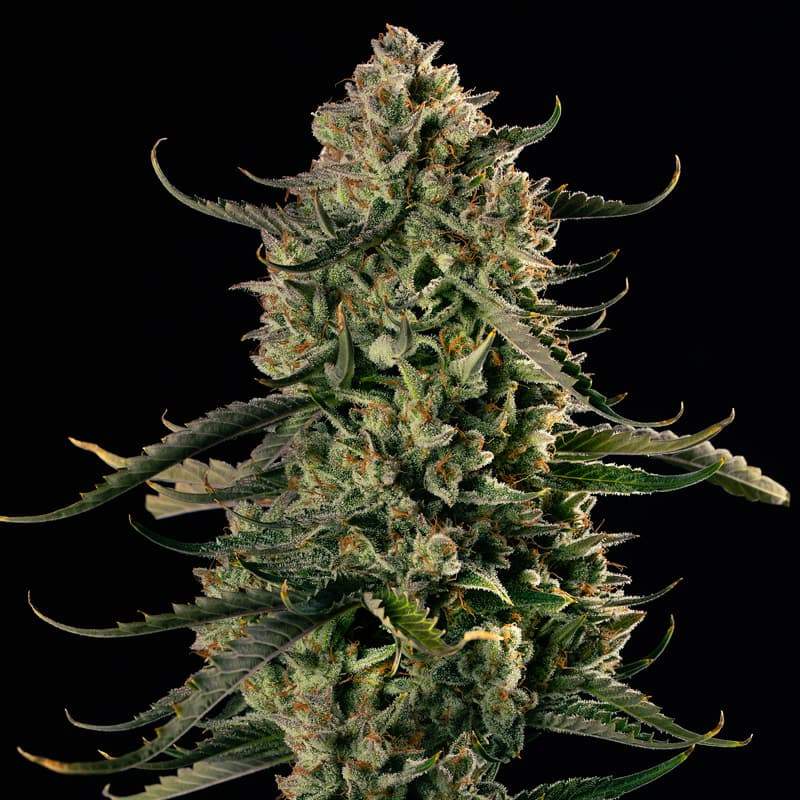 MAC Dawg XXL AUTO - 10 semen