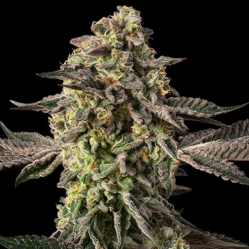 Sugar Rock autor: Cookies  – 5 semen
