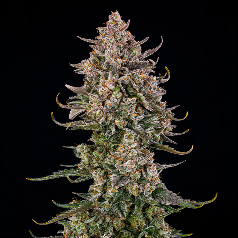 Triangle Kush AUTO - 5 semen