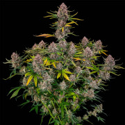 Purplenade XXL AUTO