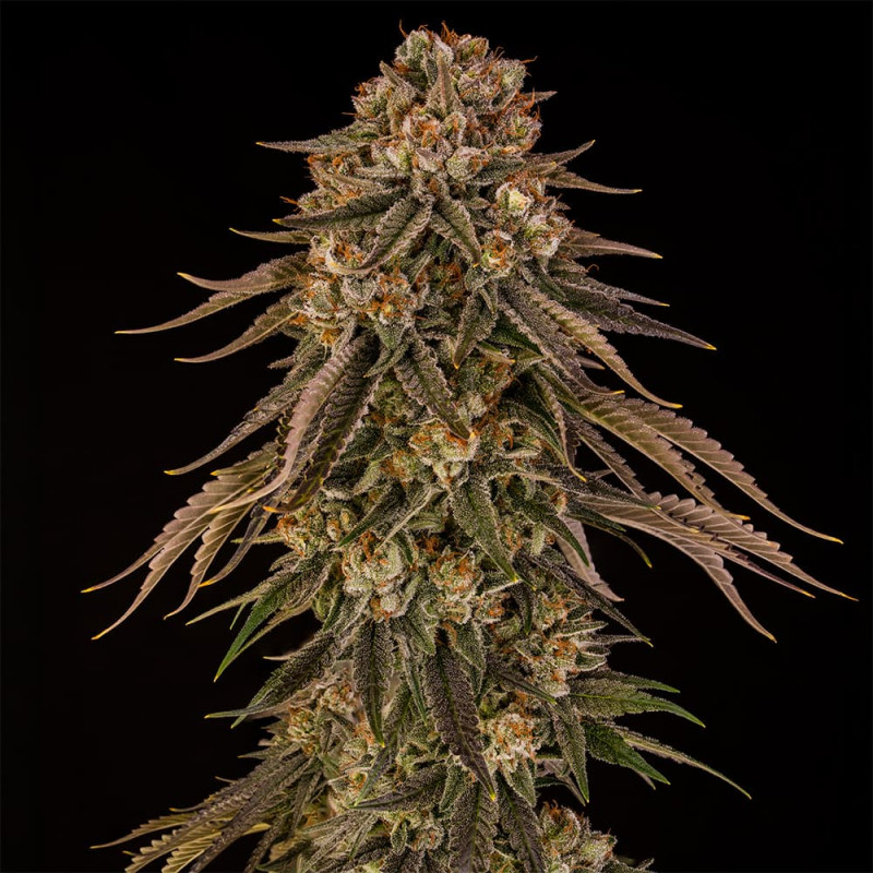 Tropical Velvet Fast CBD - 5 semen