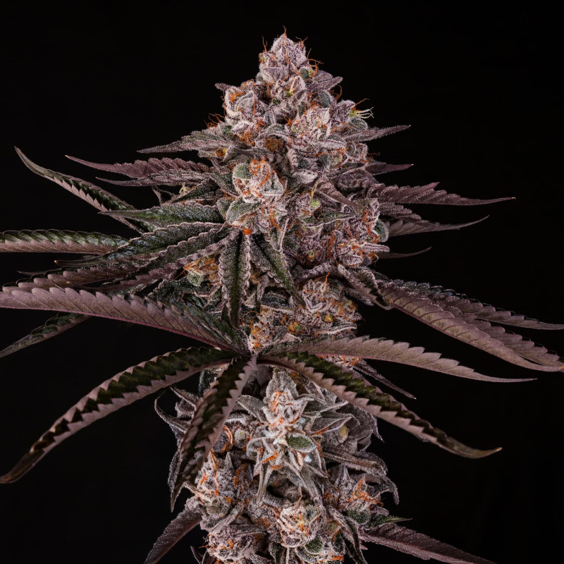 Jamaican Sunset by Julian Marley - 10 semen