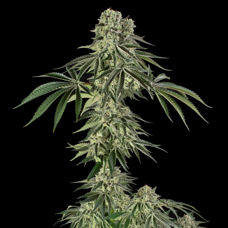 Jamaican Mountain by Julian Marley - 3 semínka