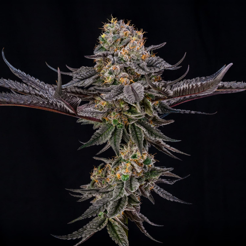 King of Kings by Julian Marley - 5 semen