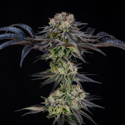Julian Marley Special