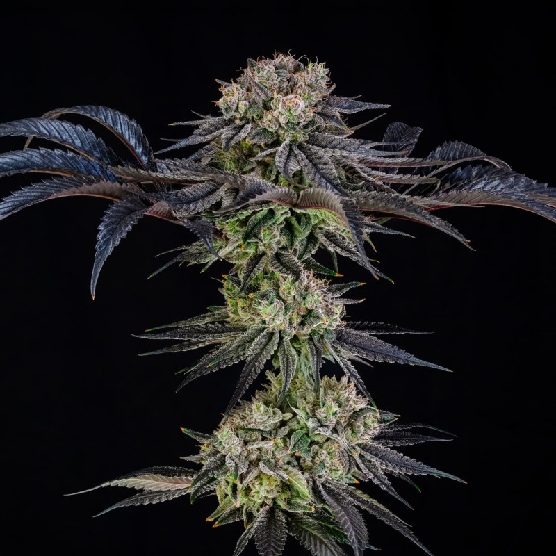 Julian Marley Special by Julian Marley  – 5 semen