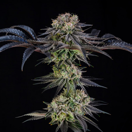 Julian Marley Special