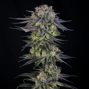 Julian Marley Special