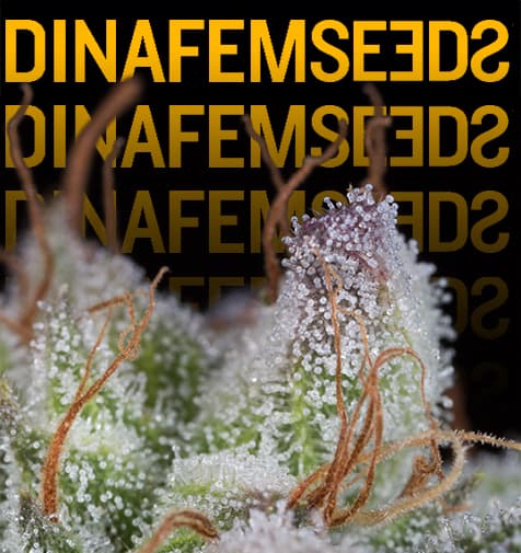 Semena Dinafem